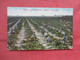 Picking & Drying Raisin Grapes At  Fresno - California > Fresno    Ref  5258 - Fresno