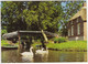 Giethoorn, Uniek Europees Waterdorp - (Ov., Nederland / Holland) - Zwanen / Cygnus / Swans - Giethoorn