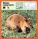 WALLABY A QUEUE COURTE  Animaux Animal Fiche Illustree Documentée - Animaux