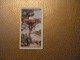 Delcampe - Lot De 34 Chromos Will's Cigarettes - Life In The Tree Tops  (Voir Photos) - Format 3,5 Cm X 6,5 Cm Environ. - Wills