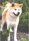 Dog, Akita Inu - Honden