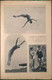 Revue Allemande " Sport Im Bild " - Nummer 31 - 4 August 1922 - Viajes  & Diversiones