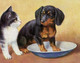 Chiens Teckels Dachshund Dogs.petit Chat.cat. - Hunde