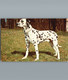 Chien - Dalmatien - Collection Télémagazine - Carte Souple - Hunde