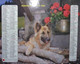 Calendrier Almanach Oberthur  Facteur 1985 Chat Chaton Chien  Calvados - Grand Format : 1981-90