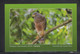 Costa Rica 2018 Postcard National Parks Carara Birds - Eagles & Birds Of Prey