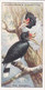Natures Architects 1930  - 13 The Hornbill  - Churchman Cigarette Card - Original - Birds - Wildlife - Churchman