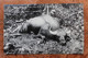 LOT DE 5 CARTES PHOTOS (CORRESPONDANCE QUI SE SUIT) - SINGAPORE - SUN SET MALAYA - ANIMAUX (CROCODILE, TIGRE) - Singapore