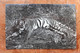 LOT DE 5 CARTES PHOTOS (CORRESPONDANCE QUI SE SUIT) - SINGAPORE - SUN SET MALAYA - ANIMAUX (CROCODILE, TIGRE) - Singapur