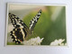 Papillon Butterfly Schmetterling Farfalla Mariposa - Papillons