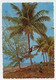 AK 013963 ANTIGUA & BARBUDA - The Tropical Caribbean - Climbing For Coconuts - Antigua Y Barbuda