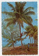 AK 013963 ANTIGUA & BARBUDA - The Tropical Caribbean - Climbing For Coconuts - Antigua & Barbuda