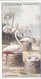 Natures Architects 1930 - 12 Flamingoes - Churchman Cigarette Card - Original - Trains - Churchman