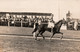 Hippisme - Course De Chevaux - Cheval "Eclipse" En Trot Monté, Cavalier à Identifier - Carte-photo Non Circulée - Hippisme