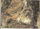 Sweden & Marcofilia, Snow Leopard, Gotemburgo A Estocolmo 2006  (10) - Lettres & Documents