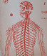 Buvard 321 - Laboratoire Dexo - HEMATON - Squelette - Etat D'usage : Voir Photos-13.5x20 Cm Environ - Année 1950 - Produits Pharmaceutiques