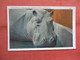 Hippopotamus  At Ringling Bros. Winter Quarters.    Florida    Ref  5322 - Hippopotames