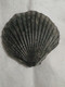 Coquille Fossile - Fossiles