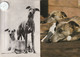 LOT DE 11 CARTES POSTALES DE CHIENS LEVRIERS - Dogs