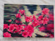 Korea, North 3 D Card Pyongyang Rhododendron Yedoense    A 212 - Corée Du Nord