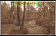 A Leaf-Strewn Path Sent From WEYBRIDGE 1917 - Unknown County