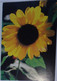 Petit Calendrier Poche 2004 Fleur Tournesol - - Small : 2001-...