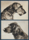 CHIENS - 6 Cartes - Format Cpa - Honden