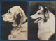 CHIENS - 6 Cartes - Format Cpa - Honden