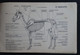 Fascicule Atlas Du Cheval 1967 Belles Planches Anatomiques (voir Exemples) - Reiten