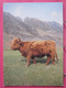 Visuel Très Peu Courant - Ecosse - Highland Cow - R/verso - Inverness-shire