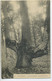 CPA 80 TILLOLOY  Le Chandelier, Arbre Du Parc - Trees