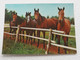 3d 3 D Lenticular Stereo Postcard Horses Toppan   A 212 - Stereoskopie
