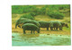 Cpm - Hippopotames - Hippopotame - L'ARCHE De NOE - Exposition Mondiale D'animaux Sauvages - Orania 52 West Germany - Hippopotames