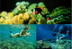 (1 E 29) Australia - QLD - Great Barrier Reef (2 Cards) UNESCO - Great Barrier Reef