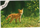 Nijverdal - Vos / Fuchs / Renard / Fox - (Overijssel, Nederland/Holland) - Nr. L 1573 - Nijverdal