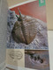 Delcampe - Fósiles. Karl Beurlen Y Gerhard Lichter. Ilustrado Por Fritz Wendler. Blume. 1990. 287 Pp. - Pratique