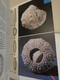 Delcampe - Fósiles. Karl Beurlen Y Gerhard Lichter. Ilustrado Por Fritz Wendler. Blume. 1990. 287 Pp. - Práctico