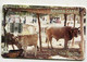 TK 00093 THE GAMBIA - Ndama Cattle - Gambia