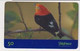 TK 00264 BRAZIL - Telefonica - Songbirds & Tree Dwellers