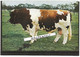 OOSTMALLE-BELGISCH ROODBONT RUNDVEERAS-KOEIEN-K.I. STIER-EMMA 2's JAN-NR60/133-ZIE DE 2 SCANS - Malle