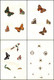 595 Aquarellierte Federzeichnungen Von Schmetterlingen, Deren Raupen, Larven Und Anderen Insekten Auf 92 Blatt - Theater & Scripts