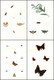 595 Aquarellierte Federzeichnungen Von Schmetterlingen, Deren Raupen, Larven Und Anderen Insekten Auf 92 Blatt - Theatre & Scripts