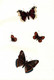 Delcampe - 595 Aquarellierte Federzeichnungen Von Schmetterlingen, Deren Raupen, Larven Und Anderen Insekten Auf 92 Blatt - Theatre & Scripts