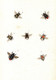 Delcampe - 595 Aquarellierte Federzeichnungen Von Schmetterlingen, Deren Raupen, Larven Und Anderen Insekten Auf 92 Blatt - Theatre & Scripts