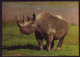 AK 023058 RHINOZEROS / NASHORN - Rhinozeros