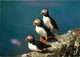 Animaux - Oiseaux - Macareux Moine - Puffin - Flamme Postale De Wasquehal - CPM - Voir Scans Recto-Verso - Birds