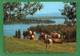 Waging Am See-Waginger See-Waging- Animaux   Vaches  CPM  Année 1995  N° F 1311 - Waging