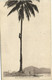 PC UK, SALOMON ISLANDS, A LA CONQUÉTE D'UNE NOIX, Vintage Postcard (b33512) - Salomon