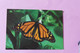 PAPILLON DANAUS PLEXIPPUS - Papillons