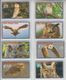 USA BIRDS OWL SET OF 16 CARDS - Gufi E Civette